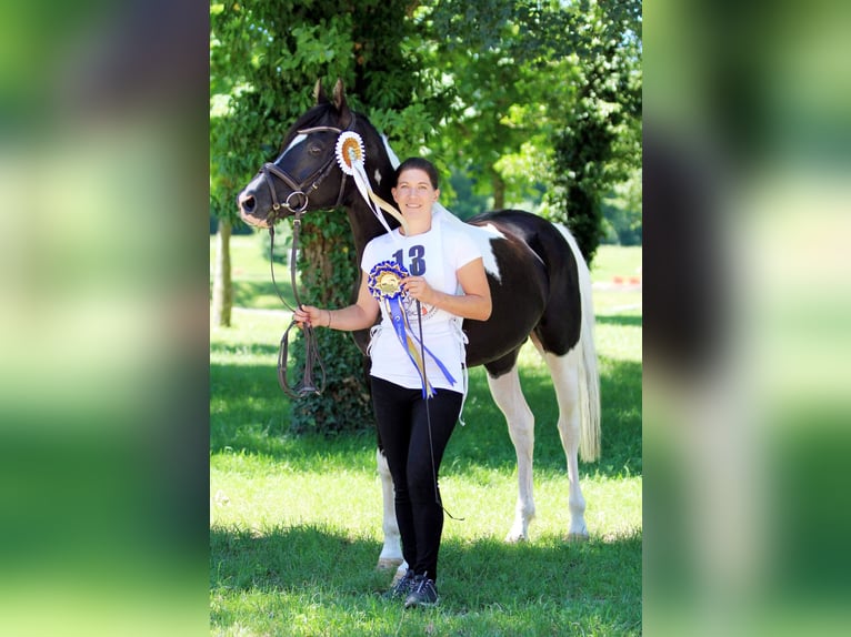 Mezzosangue Arabo Stallone Tobiano-tutti i colori in Keutschach
