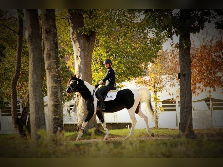 Mezzosangue Arabo Stallone Tobiano-tutti i colori in Keutschach