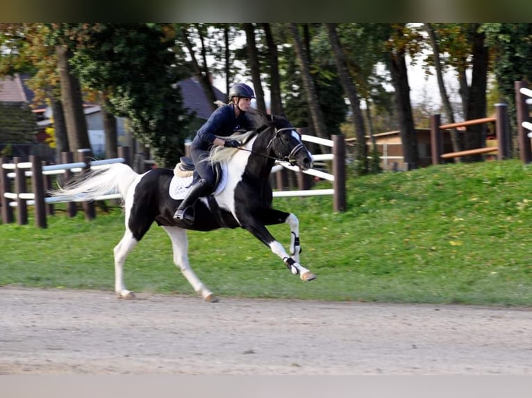 Mezzosangue Arabo Stallone Tobiano-tutti i colori in Keutschach