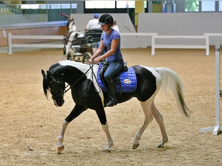 Mezzosangue Arabo Stallone Tobiano-tutti i colori in Keutschach