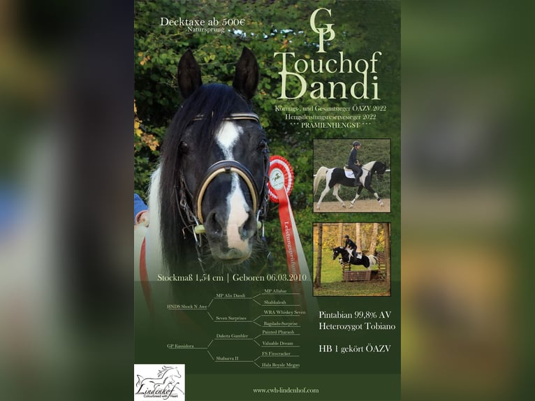 Mezzosangue Arabo Stallone Tobiano-tutti i colori in Keutschach