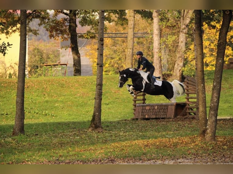 Mezzosangue Arabo Stallone Tobiano-tutti i colori in Keutschach