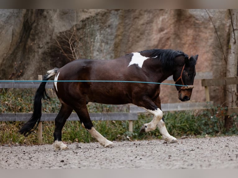 Mezzosangue Polacco Mix Castrone 10 Anni 153 cm Pezzato in Renchen