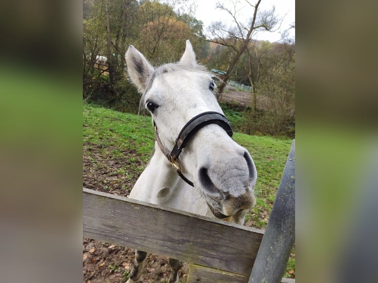 Mezzosangue Polacco Mix Castrone 10 Anni 155 cm Grigio in Schönborn
