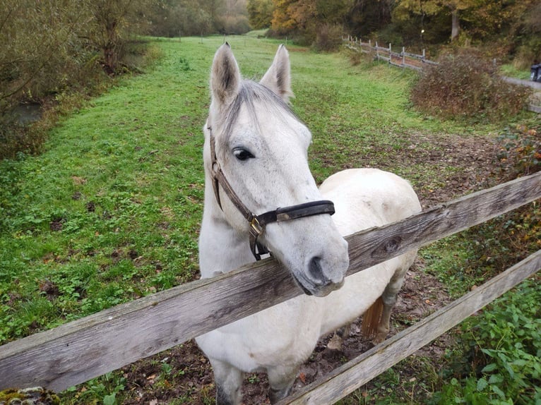 Mezzosangue Polacco Mix Castrone 10 Anni 155 cm Grigio in Schönborn
