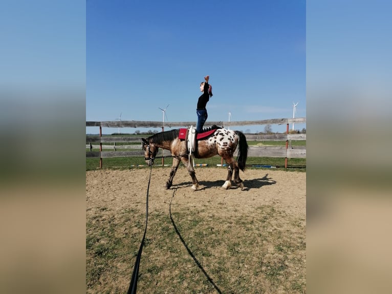 Mezzosangue Polacco Mix Castrone 10 Anni 156 cm Leopard in Satow