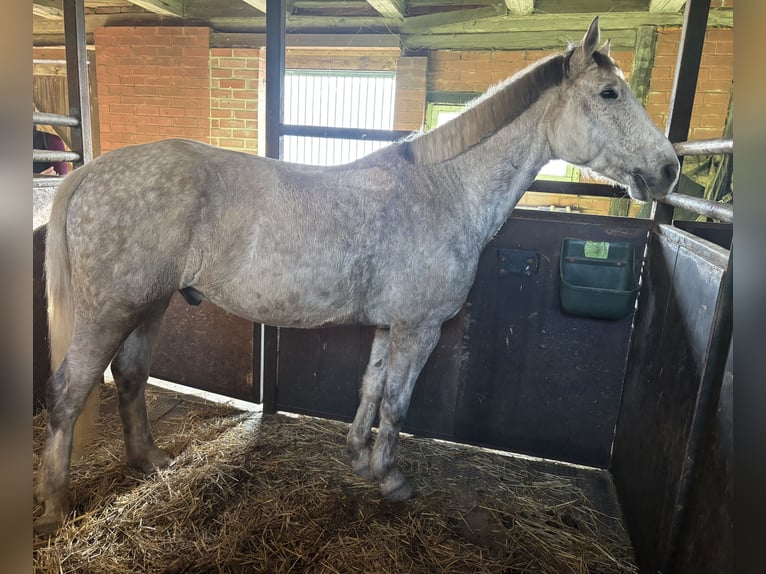 Mezzosangue Polacco Mix Castrone 10 Anni 158 cm Grigio in Reichenbach