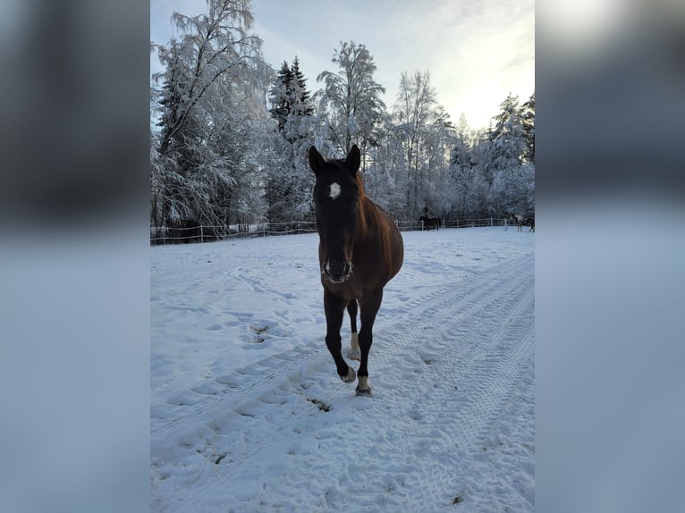 Mezzosangue Polacco Castrone 10 Anni 167 cm Sauro scuro in Munkfors