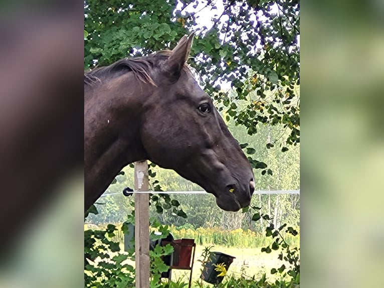 Mezzosangue Polacco Castrone 10 Anni 167 cm Sauro scuro in Munkfors