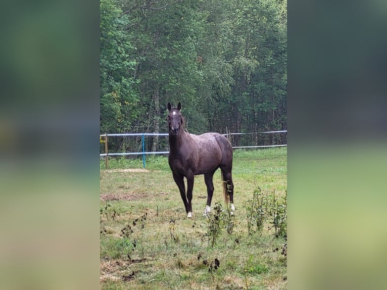 Mezzosangue Polacco Castrone 10 Anni 167 cm Sauro scuro in Munkfors