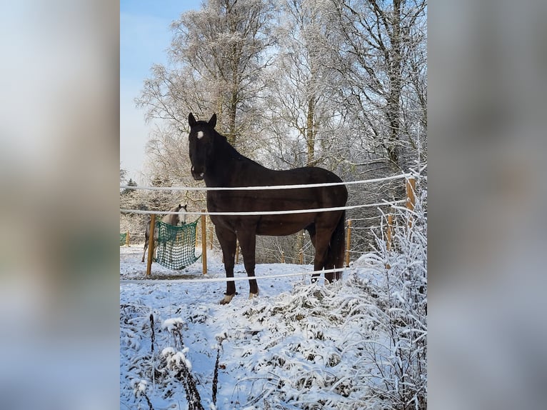 Mezzosangue Polacco Castrone 10 Anni 167 cm Sauro scuro in Munkfors
