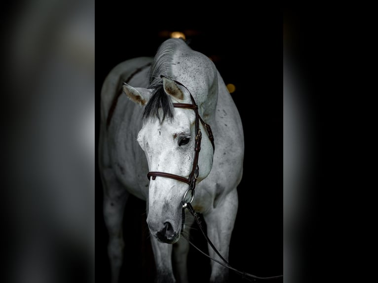 Mezzosangue Polacco Castrone 10 Anni 168 cm Grigio in Jakubowice