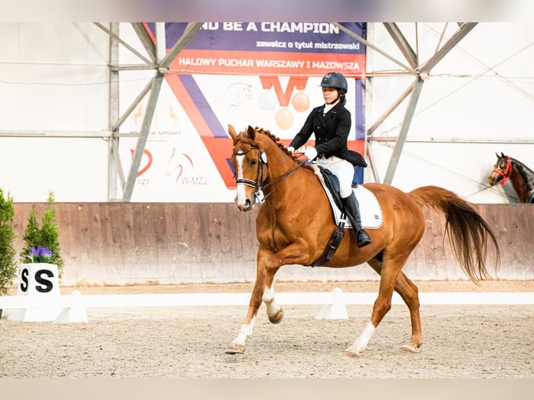 Mezzosangue Polacco Castrone 10 Anni 176 cm Sauro in K&#x142;aczyna