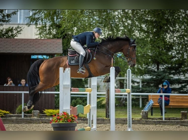 Mezzosangue Polacco Castrone 11 Anni 173 cm Baio scuro in Skibno