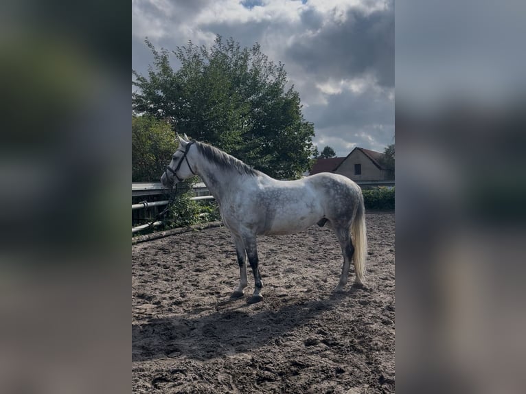 Mezzosangue Polacco Castrone 12 Anni 155 cm Grigio pezzato in Bensdorf