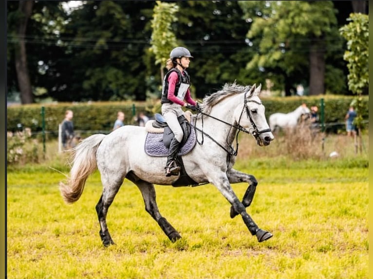 Mezzosangue Polacco Castrone 12 Anni 162 cm Grigio in Warszawa