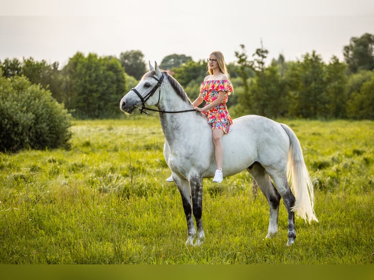 Mezzosangue Polacco Castrone 12 Anni 164 cm Grigio in Chwalęcice