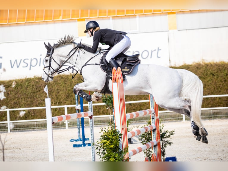 Mezzosangue Polacco Castrone 12 Anni 164 cm Grigio in Chwalęcice