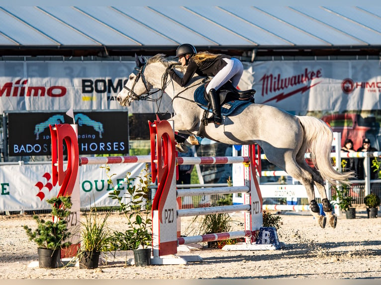 Mezzosangue Polacco Castrone 12 Anni 164 cm Grigio in Chwalęcice