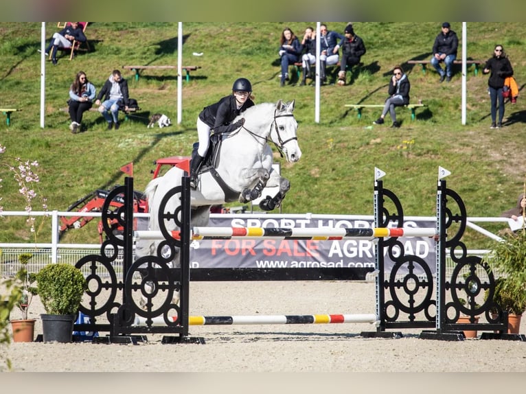 Mezzosangue Polacco Castrone 12 Anni 164 cm Grigio in Chwalęcice