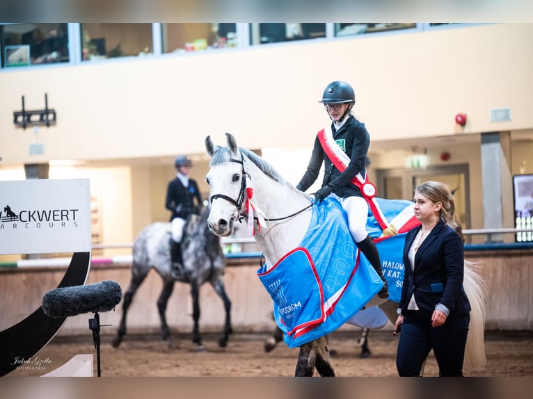 Mezzosangue Polacco Castrone 12 Anni 164 cm Grigio in Chwalęcice