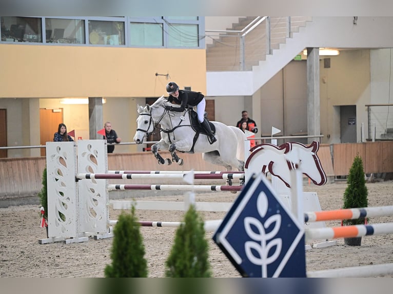 Mezzosangue Polacco Castrone 12 Anni 164 cm Grigio in Chwalęcice