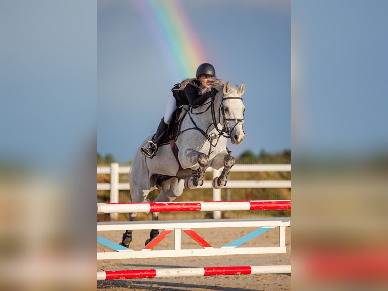 Mezzosangue Polacco Castrone 12 Anni 164 cm Grigio in Chwalęcice