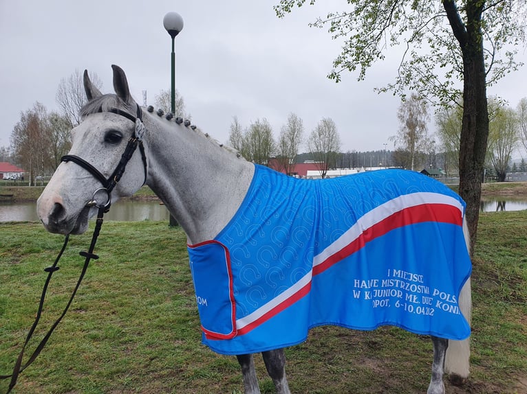 Mezzosangue Polacco Castrone 12 Anni 164 cm Grigio in Chwalęcice