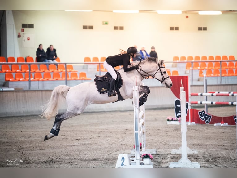 Mezzosangue Polacco Castrone 12 Anni 164 cm Grigio in Chwalęcice