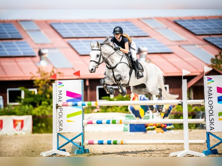 Mezzosangue Polacco Castrone 12 Anni 164 cm Grigio in Chwalęcice