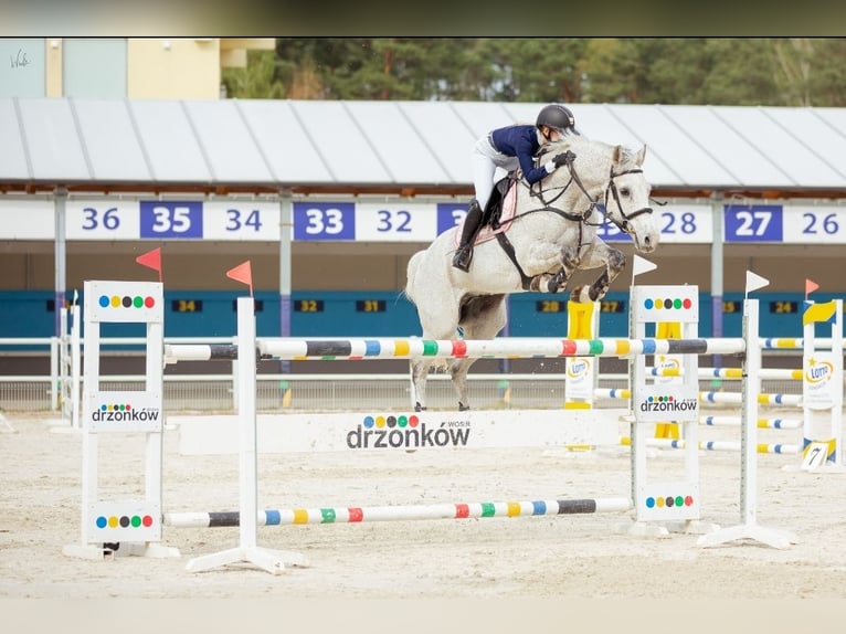 Mezzosangue Polacco Castrone 12 Anni 164 cm Grigio in Chwalęcice