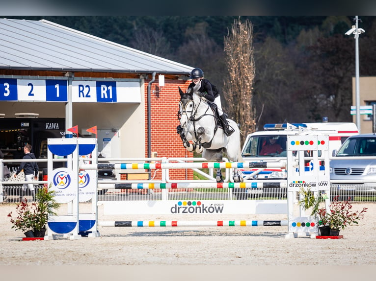 Mezzosangue Polacco Castrone 12 Anni 164 cm Grigio in Chwalęcice