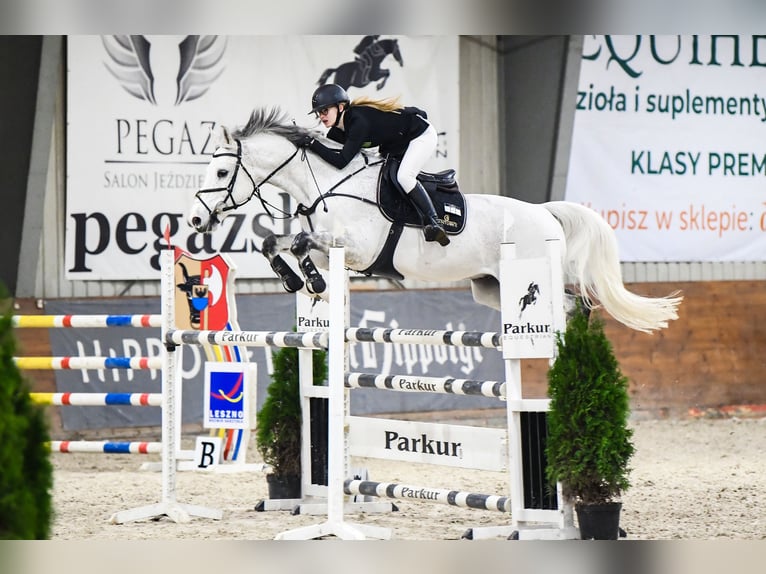 Mezzosangue Polacco Castrone 12 Anni 164 cm Grigio in Chwalęcice