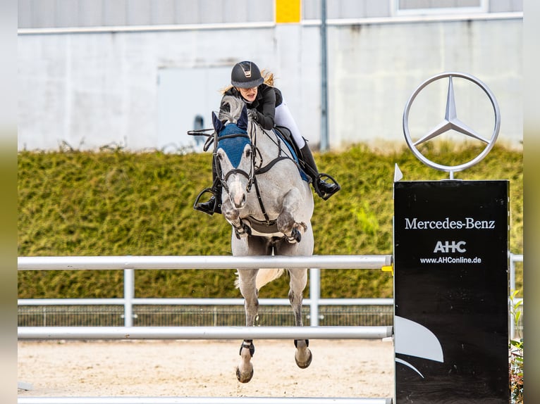 Mezzosangue Polacco Castrone 12 Anni 164 cm Grigio in Chwalęcice