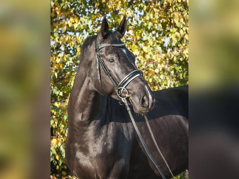 Mezzosangue Polacco Castrone 12 Anni 171 cm Morello in Śrem