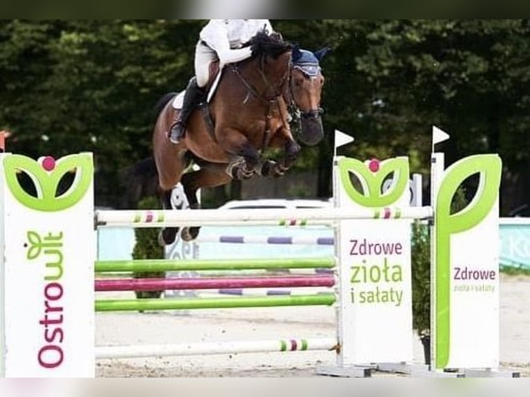 Mezzosangue Polacco Castrone 12 Anni 173 cm Baio ciliegia in Podolszyn Nowy