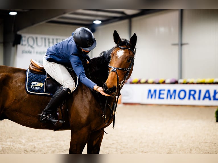 Mezzosangue Polacco Castrone 12 Anni 180 cm in Lubliniec