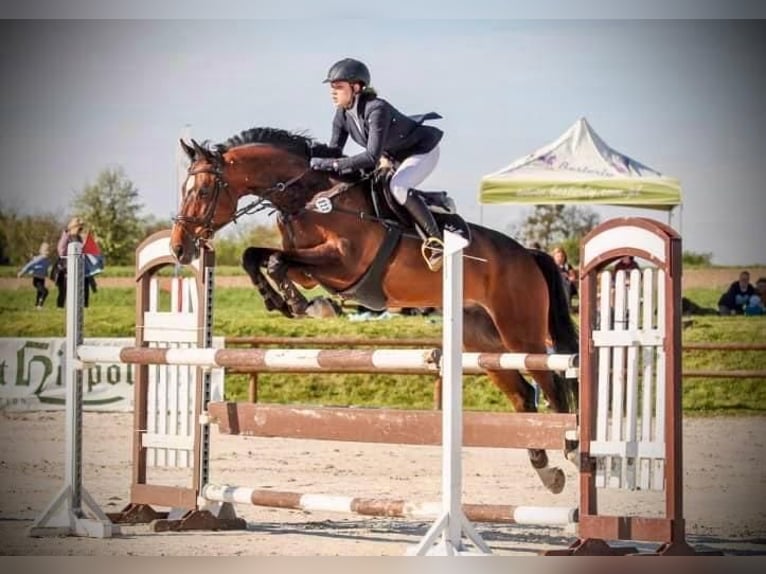 Mezzosangue Polacco Castrone 13 Anni 172 cm Baio in Majdany