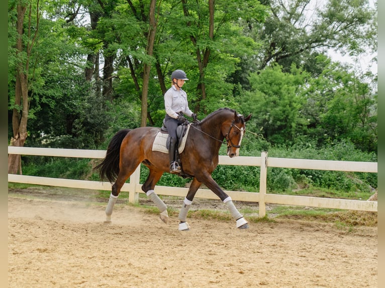 Mezzosangue Polacco Castrone 13 Anni 178 cm Baio scuro in Pra&#x17C;mow