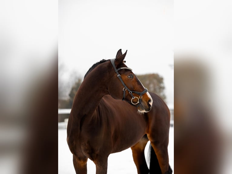 Mezzosangue Polacco Castrone 13 Anni 178 cm Baio scuro in Pra&#x17C;mow