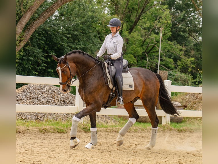 Mezzosangue Polacco Castrone 13 Anni 178 cm Baio scuro in Pra&#x17C;mow