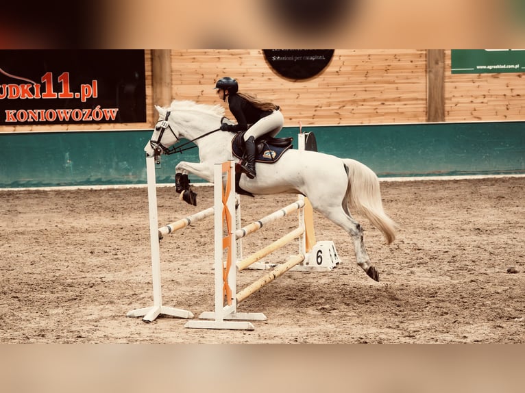 Mezzosangue Polacco Castrone 13 Anni Grigio in Aleksandrów Łódzki