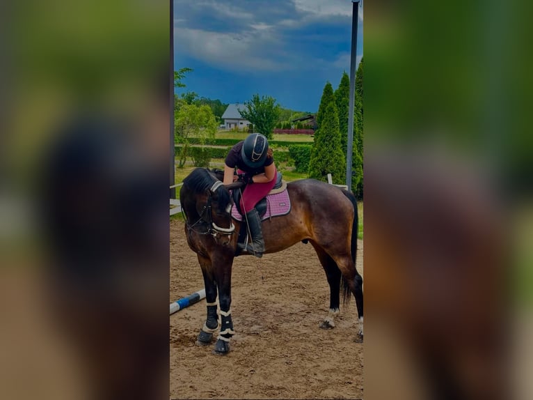 Mezzosangue Polacco Castrone 14 Anni 165 cm Baio scuro in Koryta