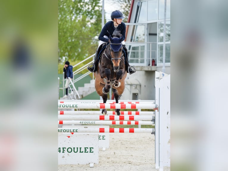 Mezzosangue Polacco Castrone 14 Anni 172 cm Baio scuro in Barłomino