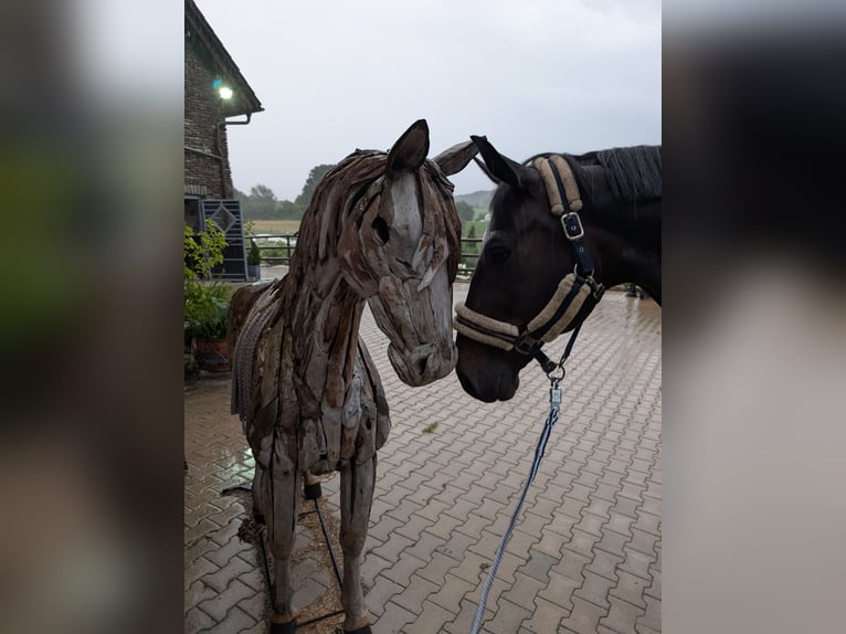 Mezzosangue Polacco Castrone 15 Anni 165 cm Baio scuro in Sprockh&#xF6;vel
