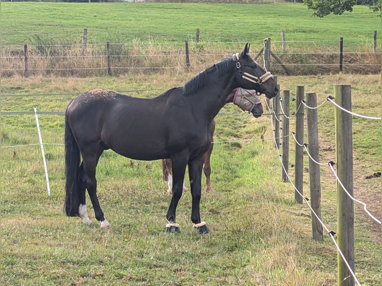 Mezzosangue Polacco Castrone 15 Anni 165 cm Baio scuro in Sprockh&#xF6;vel