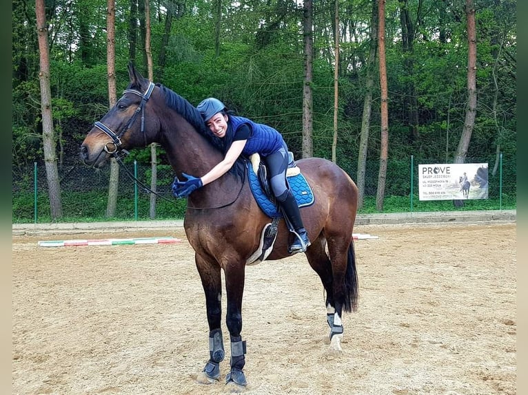 Mezzosangue Polacco Castrone 16 Anni 174 cm Baio ciliegia in Zabrze