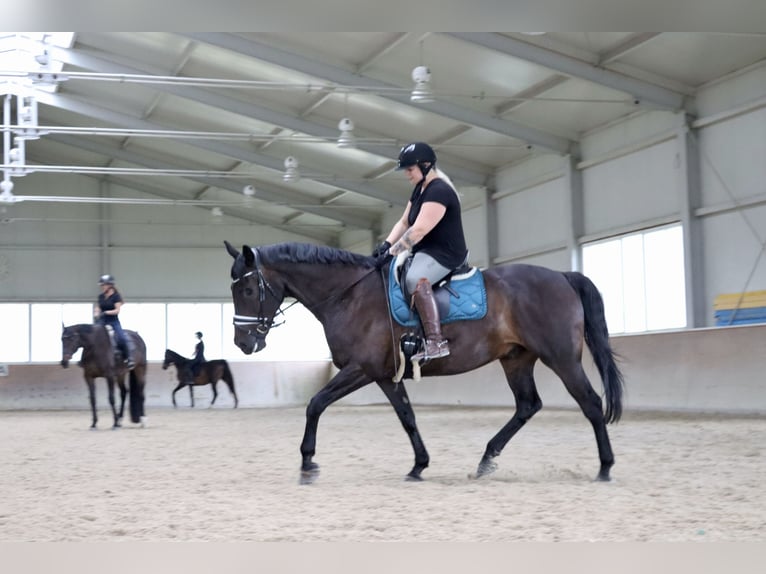 Mezzosangue Polacco Castrone 17 Anni 167 cm Baio nero in Altheim