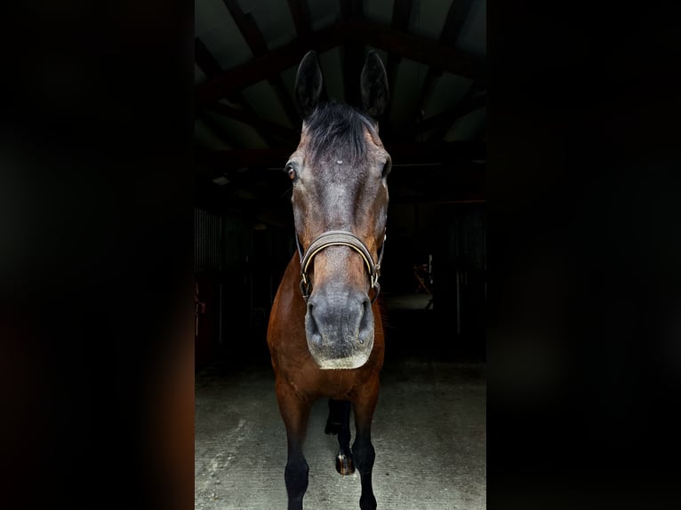 Mezzosangue Polacco Castrone 17 Anni 167 cm Baio nero in Altheim