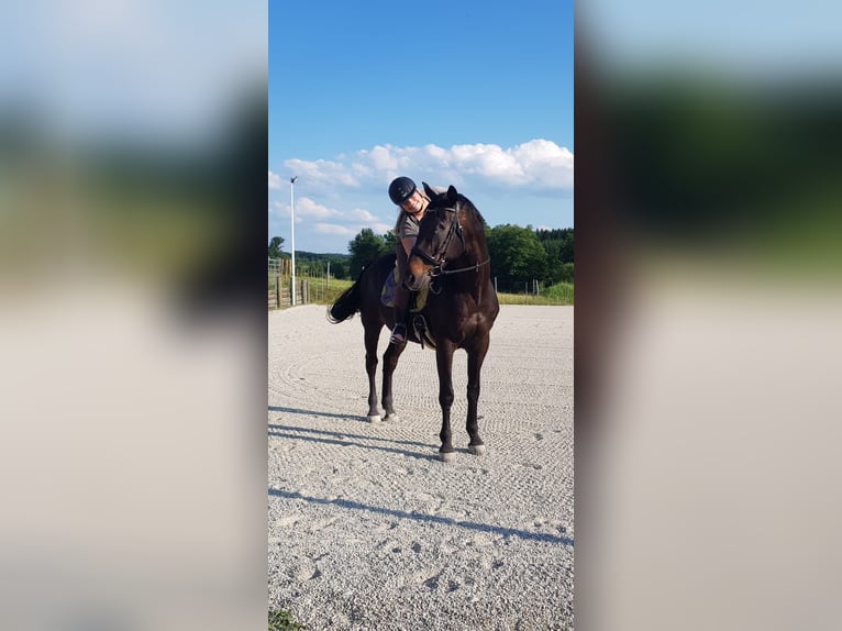 Mezzosangue Polacco Castrone 17 Anni 167 cm Baio nero in Altheim